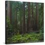 Old Growth Coast Redwood, Muir Woods National Monument, San Francisco Bay Area-Anna Miller-Stretched Canvas