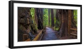 Old Growth Coast Redwood, Muir Woods National Monument, San Francisco Bay Area-Anna Miller-Framed Photographic Print