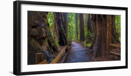 Old Growth Coast Redwood, Muir Woods National Monument, San Francisco Bay Area-Anna Miller-Framed Photographic Print