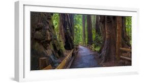 Old Growth Coast Redwood, Muir Woods National Monument, San Francisco Bay Area-Anna Miller-Framed Photographic Print