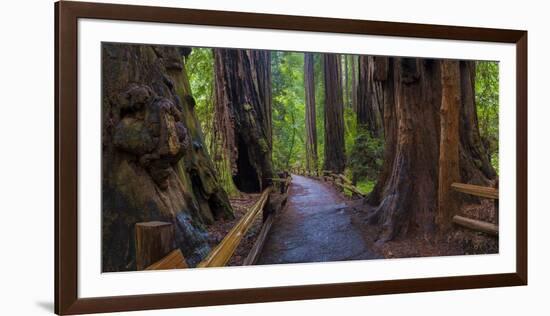 Old Growth Coast Redwood, Muir Woods National Monument, San Francisco Bay Area-Anna Miller-Framed Photographic Print