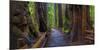 Old Growth Coast Redwood, Muir Woods National Monument, San Francisco Bay Area-Anna Miller-Mounted Photographic Print