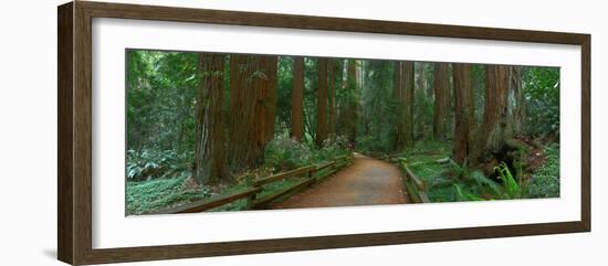 Old Growth Coast Redwood, Muir Woods National Monument, San Francisco Bay Area-Anna Miller-Framed Photographic Print