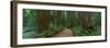 Old Growth Coast Redwood, Muir Woods National Monument, San Francisco Bay Area-Anna Miller-Framed Photographic Print