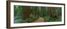 Old Growth Coast Redwood, Muir Woods National Monument, San Francisco Bay Area-Anna Miller-Framed Photographic Print