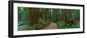 Old Growth Coast Redwood, Muir Woods National Monument, San Francisco Bay Area-Anna Miller-Framed Photographic Print