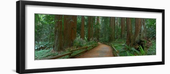 Old Growth Coast Redwood, Muir Woods National Monument, San Francisco Bay Area-Anna Miller-Framed Photographic Print