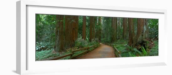 Old Growth Coast Redwood, Muir Woods National Monument, San Francisco Bay Area-Anna Miller-Framed Photographic Print