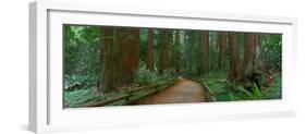 Old Growth Coast Redwood, Muir Woods National Monument, San Francisco Bay Area-Anna Miller-Framed Photographic Print