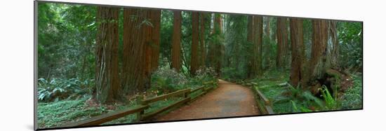 Old Growth Coast Redwood, Muir Woods National Monument, San Francisco Bay Area-Anna Miller-Mounted Photographic Print