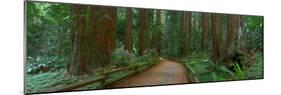 Old Growth Coast Redwood, Muir Woods National Monument, San Francisco Bay Area-Anna Miller-Mounted Photographic Print