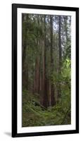 Old Growth Coast Redwood, Muir Woods National Monument, San Francisco Bay Area-Anna Miller-Framed Photographic Print