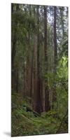 Old Growth Coast Redwood, Muir Woods National Monument, San Francisco Bay Area-Anna Miller-Mounted Photographic Print