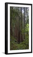 Old Growth Coast Redwood, Muir Woods National Monument, San Francisco Bay Area-Anna Miller-Framed Photographic Print