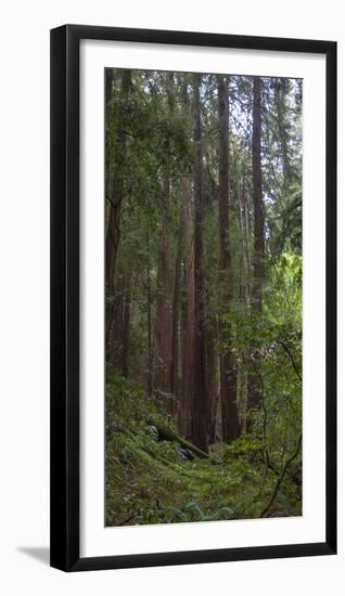 Old Growth Coast Redwood, Muir Woods National Monument, San Francisco Bay Area-Anna Miller-Framed Photographic Print