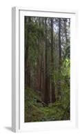 Old Growth Coast Redwood, Muir Woods National Monument, San Francisco Bay Area-Anna Miller-Framed Photographic Print