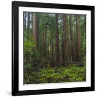 Old Growth Coast Redwood, Muir Woods National Monument, San Francisco Bay Area-Anna Miller-Framed Photographic Print