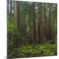 Old Growth Coast Redwood, Muir Woods National Monument, San Francisco Bay Area-Anna Miller-Mounted Photographic Print