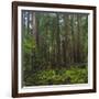 Old Growth Coast Redwood, Muir Woods National Monument, San Francisco Bay Area-Anna Miller-Framed Photographic Print