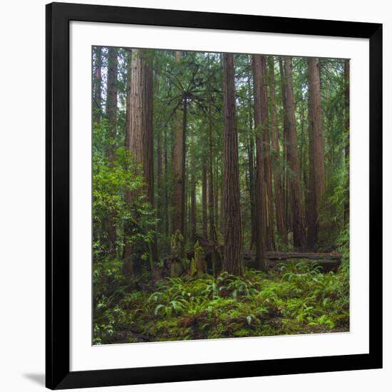 Old Growth Coast Redwood, Muir Woods National Monument, San Francisco Bay Area-Anna Miller-Framed Photographic Print