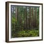 Old Growth Coast Redwood, Muir Woods National Monument, San Francisco Bay Area-Anna Miller-Framed Photographic Print