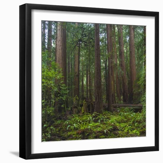 Old Growth Coast Redwood, Muir Woods National Monument, San Francisco Bay Area-Anna Miller-Framed Photographic Print