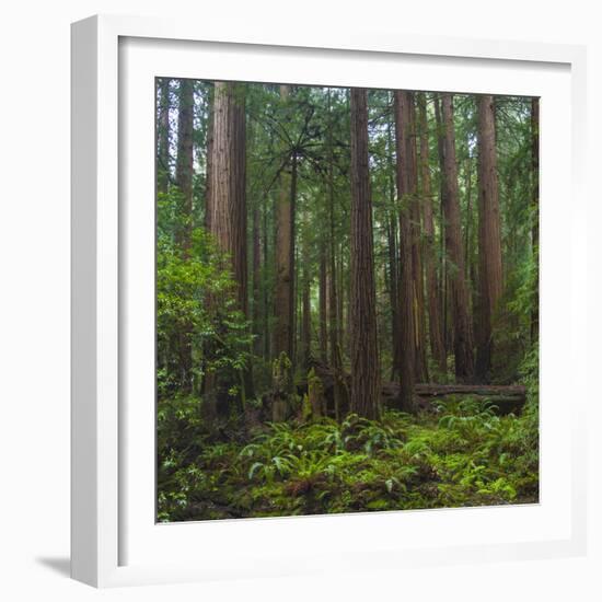 Old Growth Coast Redwood, Muir Woods National Monument, San Francisco Bay Area-Anna Miller-Framed Photographic Print