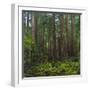 Old Growth Coast Redwood, Muir Woods National Monument, San Francisco Bay Area-Anna Miller-Framed Photographic Print