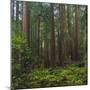 Old Growth Coast Redwood, Muir Woods National Monument, San Francisco Bay Area-Anna Miller-Mounted Photographic Print