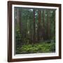 Old Growth Coast Redwood, Muir Woods National Monument, San Francisco Bay Area-Anna Miller-Framed Photographic Print