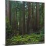 Old Growth Coast Redwood, Muir Woods National Monument, San Francisco Bay Area-Anna Miller-Mounted Photographic Print
