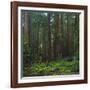 Old Growth Coast Redwood, Muir Woods National Monument, San Francisco Bay Area-Anna Miller-Framed Photographic Print