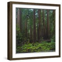 Old Growth Coast Redwood, Muir Woods National Monument, San Francisco Bay Area-Anna Miller-Framed Photographic Print