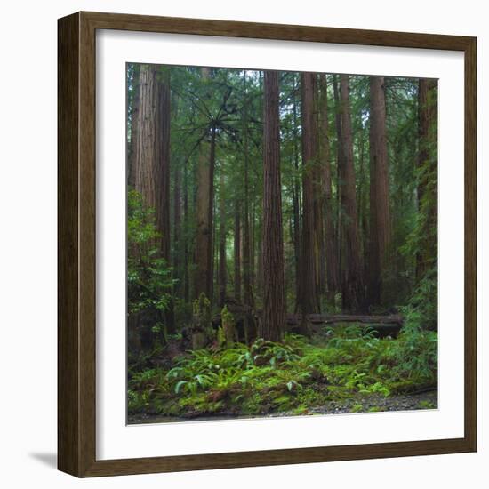 Old Growth Coast Redwood, Muir Woods National Monument, San Francisco Bay Area-Anna Miller-Framed Photographic Print