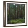 Old Growth Coast Redwood, Muir Woods National Monument, San Francisco Bay Area-Anna Miller-Framed Photographic Print