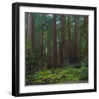 Old Growth Coast Redwood, Muir Woods National Monument, San Francisco Bay Area-Anna Miller-Framed Photographic Print