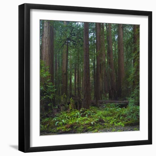 Old Growth Coast Redwood, Muir Woods National Monument, San Francisco Bay Area-Anna Miller-Framed Photographic Print