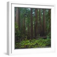 Old Growth Coast Redwood, Muir Woods National Monument, San Francisco Bay Area-Anna Miller-Framed Photographic Print