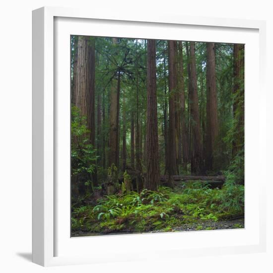 Old Growth Coast Redwood, Muir Woods National Monument, San Francisco Bay Area-Anna Miller-Framed Photographic Print