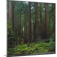 Old Growth Coast Redwood, Muir Woods National Monument, San Francisco Bay Area-Anna Miller-Mounted Photographic Print