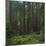 Old Growth Coast Redwood, Muir Woods National Monument, San Francisco Bay Area-Anna Miller-Mounted Photographic Print