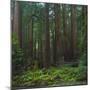 Old Growth Coast Redwood, Muir Woods National Monument, San Francisco Bay Area-Anna Miller-Mounted Photographic Print