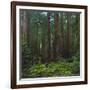 Old Growth Coast Redwood, Muir Woods National Monument, San Francisco Bay Area-Anna Miller-Framed Photographic Print