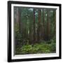 Old Growth Coast Redwood, Muir Woods National Monument, San Francisco Bay Area-Anna Miller-Framed Photographic Print