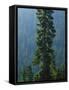 Old-Growth Forest Above Chinook Creek, Mount Rainier National Park, Washington, USA-Scott T. Smith-Framed Stretched Canvas