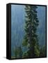 Old-Growth Forest Above Chinook Creek, Mount Rainier National Park, Washington, USA-Scott T. Smith-Framed Stretched Canvas