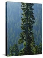 Old-Growth Forest Above Chinook Creek, Mount Rainier National Park, Washington, USA-Scott T. Smith-Stretched Canvas