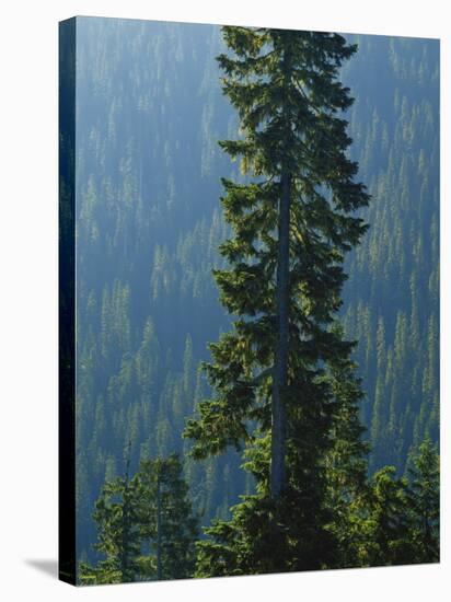 Old-Growth Forest Above Chinook Creek, Mount Rainier National Park, Washington, USA-Scott T. Smith-Stretched Canvas