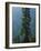 Old-Growth Forest Above Chinook Creek, Mount Rainier National Park, Washington, USA-Scott T. Smith-Framed Photographic Print