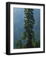 Old-Growth Forest Above Chinook Creek, Mount Rainier National Park, Washington, USA-Scott T. Smith-Framed Photographic Print